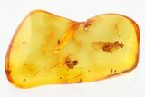 Detailed Fossil Ants (Formicidae) with Spider Webs in Baltic Amber #278866-1